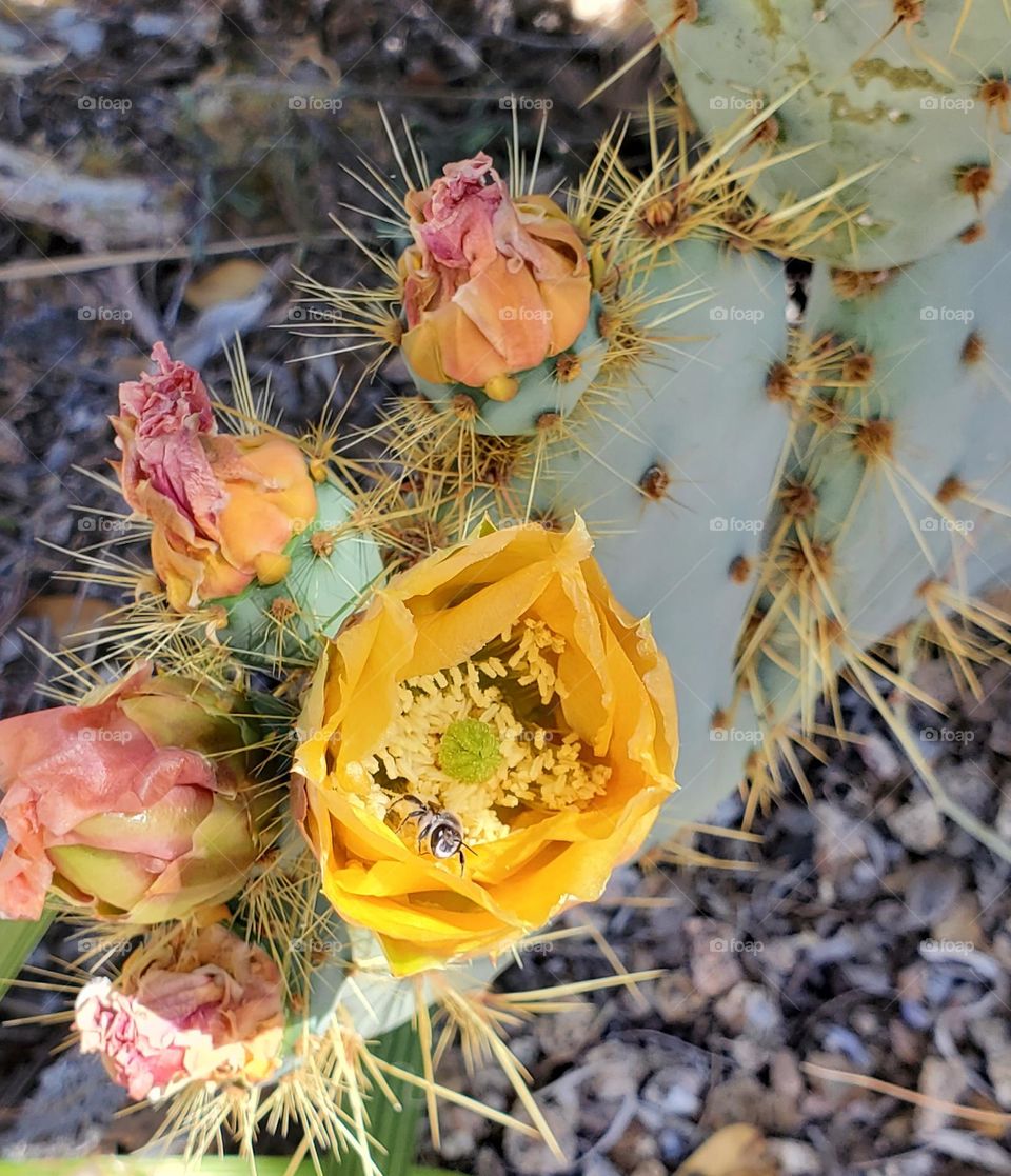 Prickly Pear Cactus in Bloom