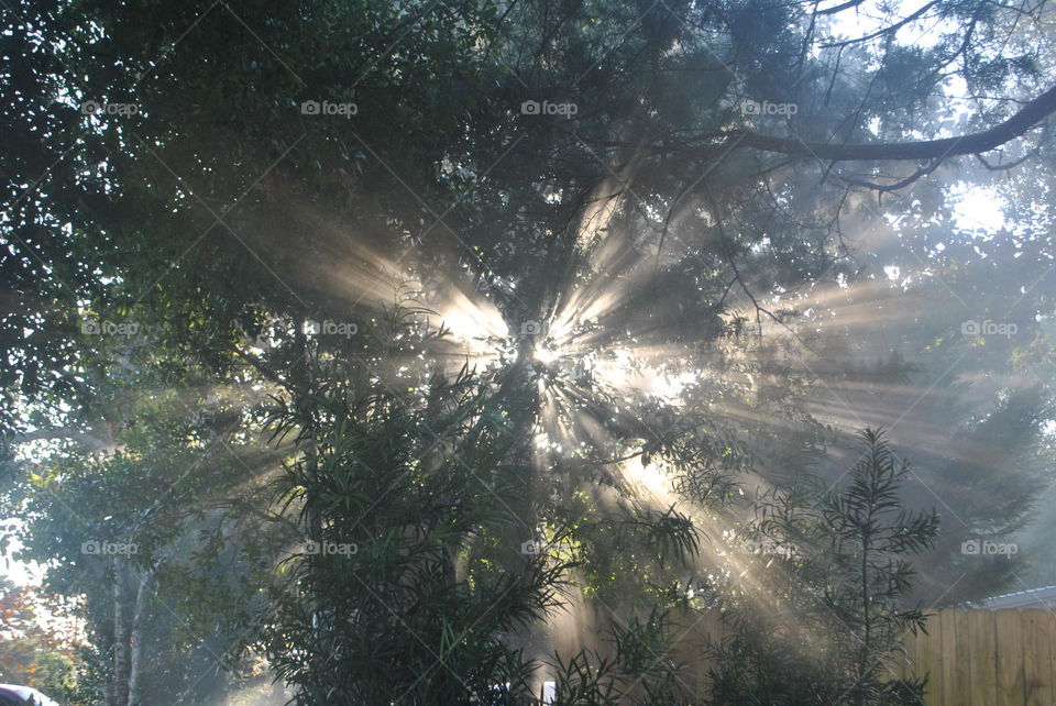 Sunlight passing through trees