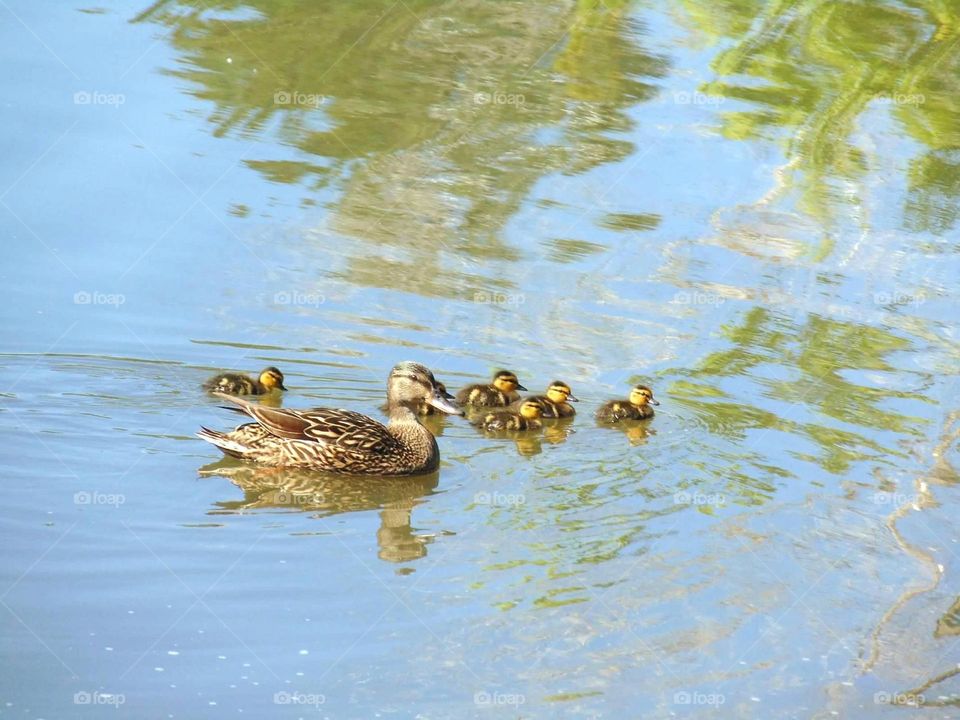 Mother duck and five little ducklings. 