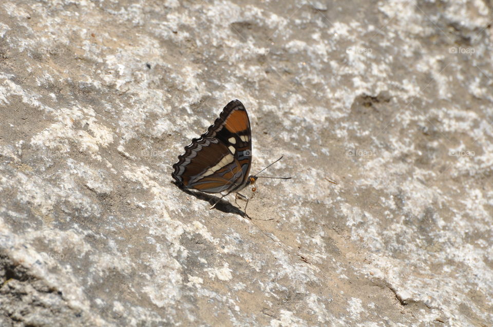 Butterfly on the rock