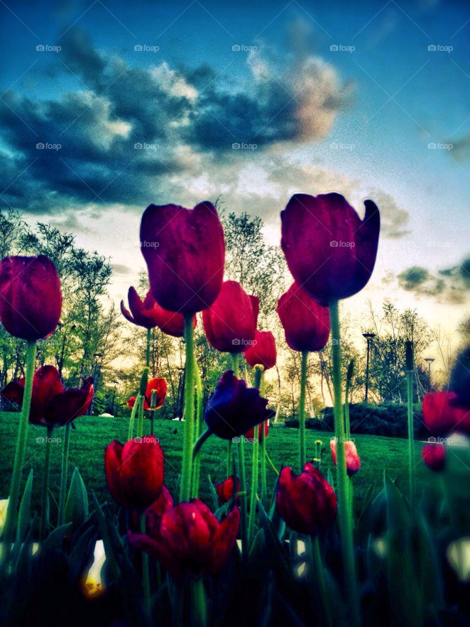 Tulips