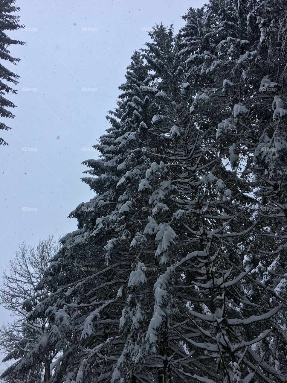 All snow as far as you can see.