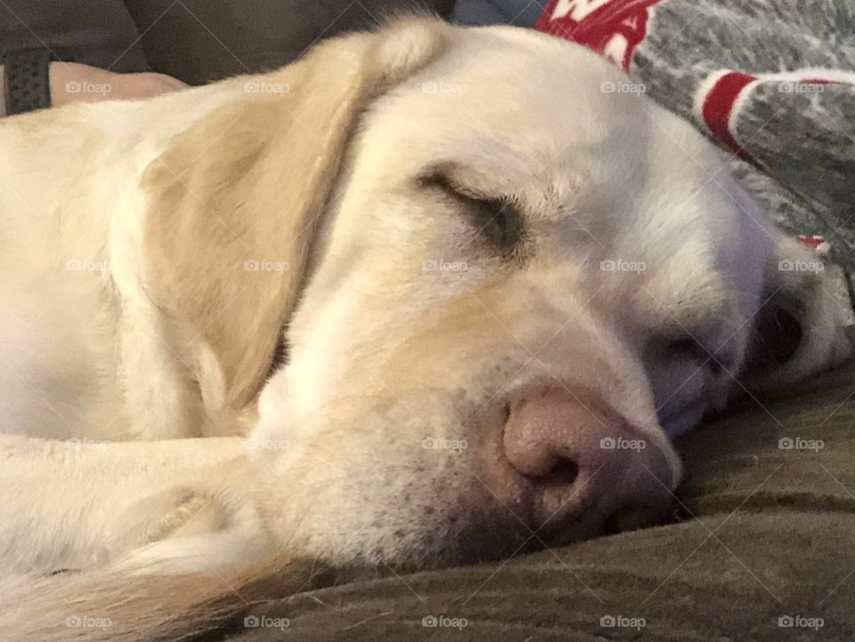 Sleeping yellow Labrador puppy 