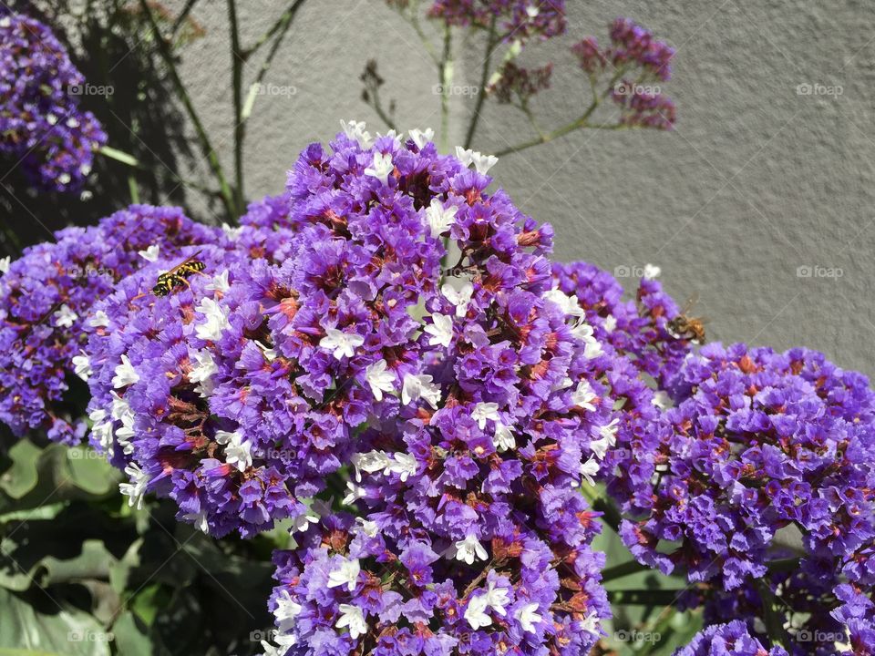 Purple flower - Statice. Purple flower, drought tolerant, good for drying