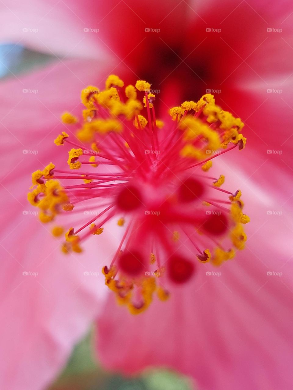 center flowers