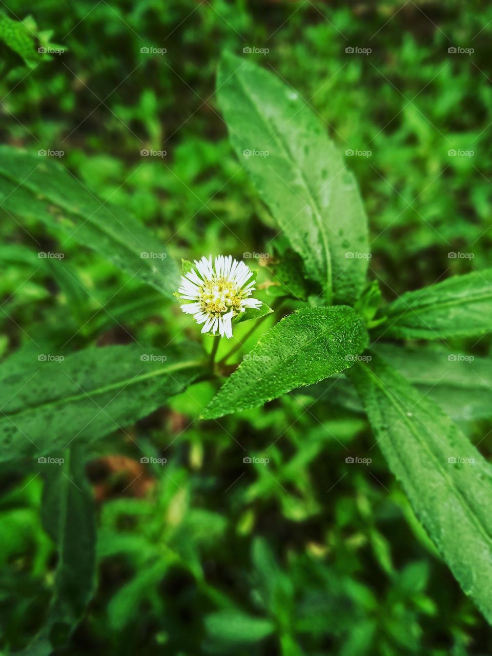 keekirindiya plant s in our garden