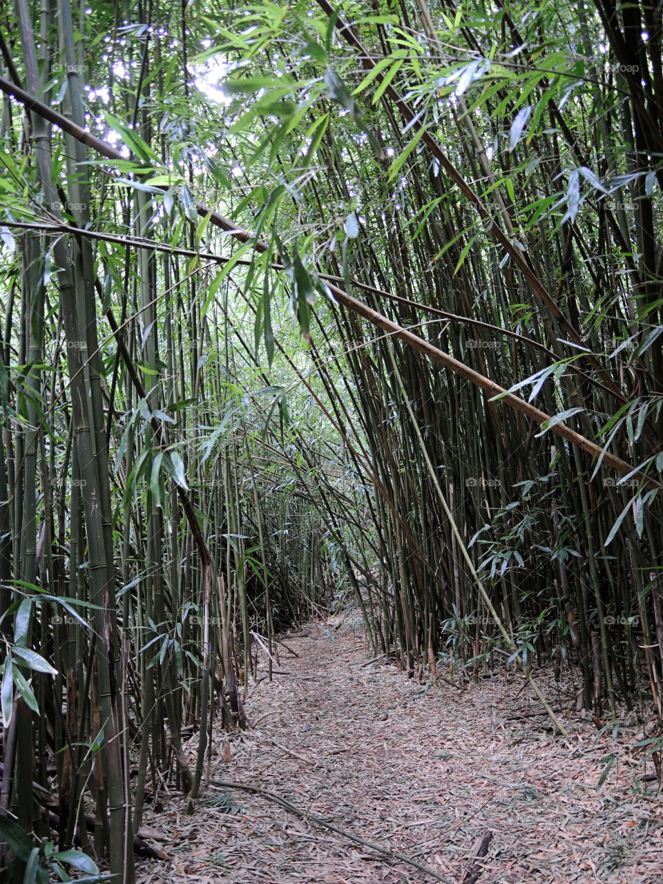 Footpath through bamboo forest