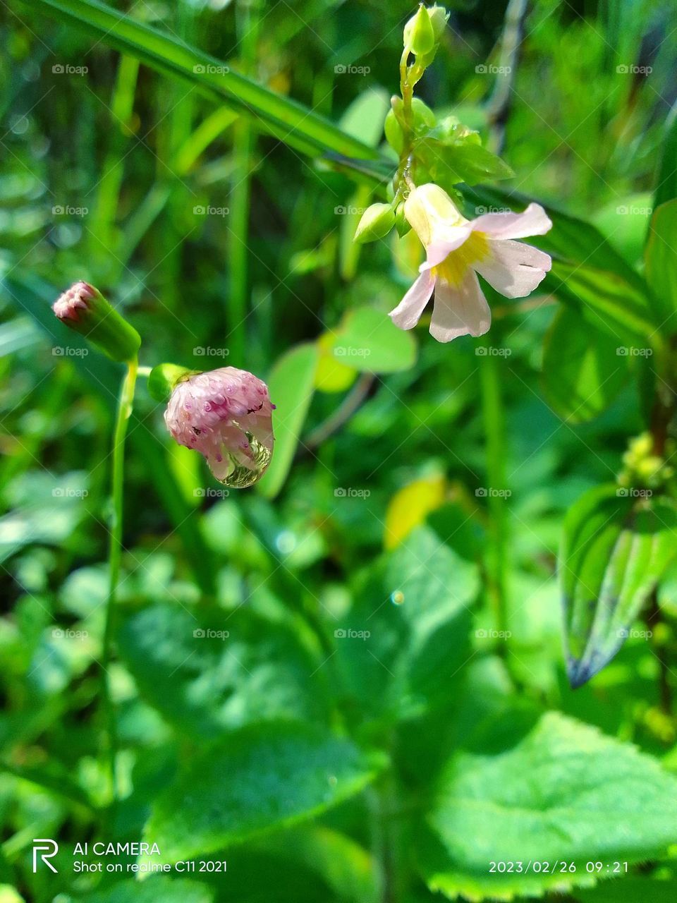Natural flower 🌺 
beautiful