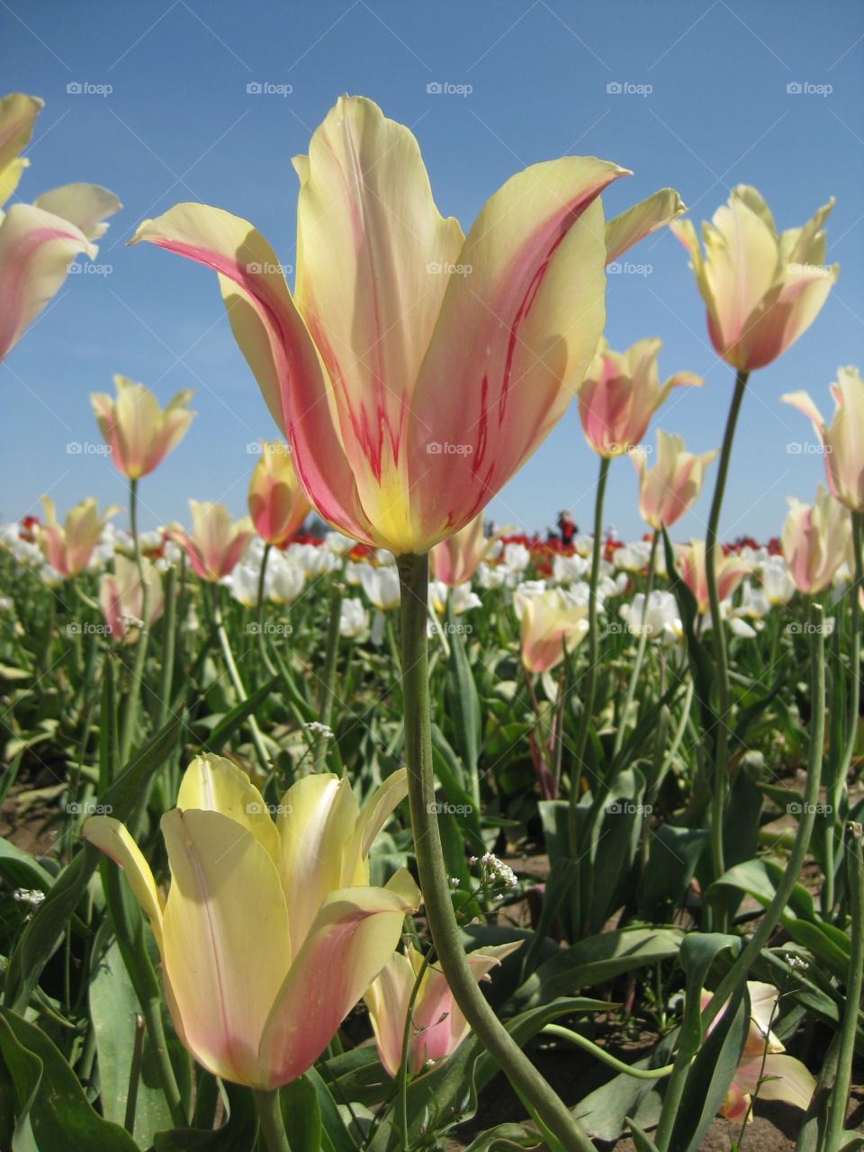 Tulips in Motion. Tulips tulips tulips!