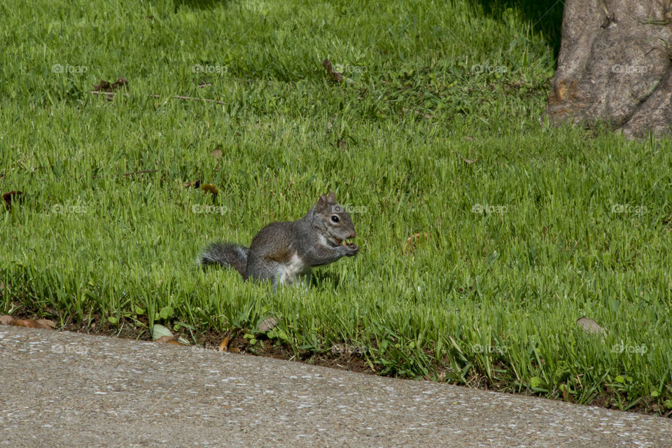 Squirrel on grass eating