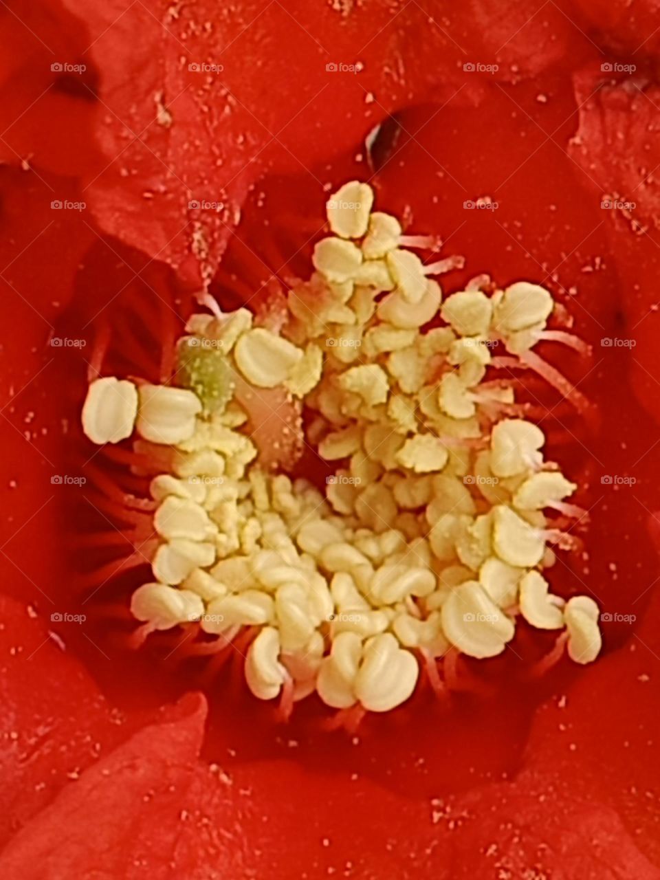 pomegrate flower