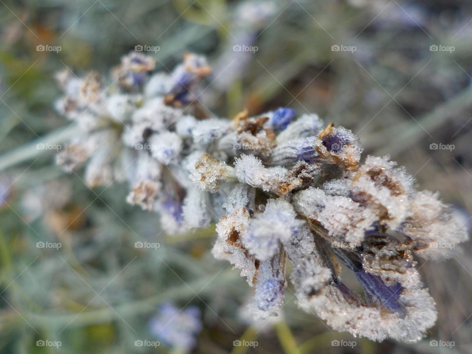 Frosty garden