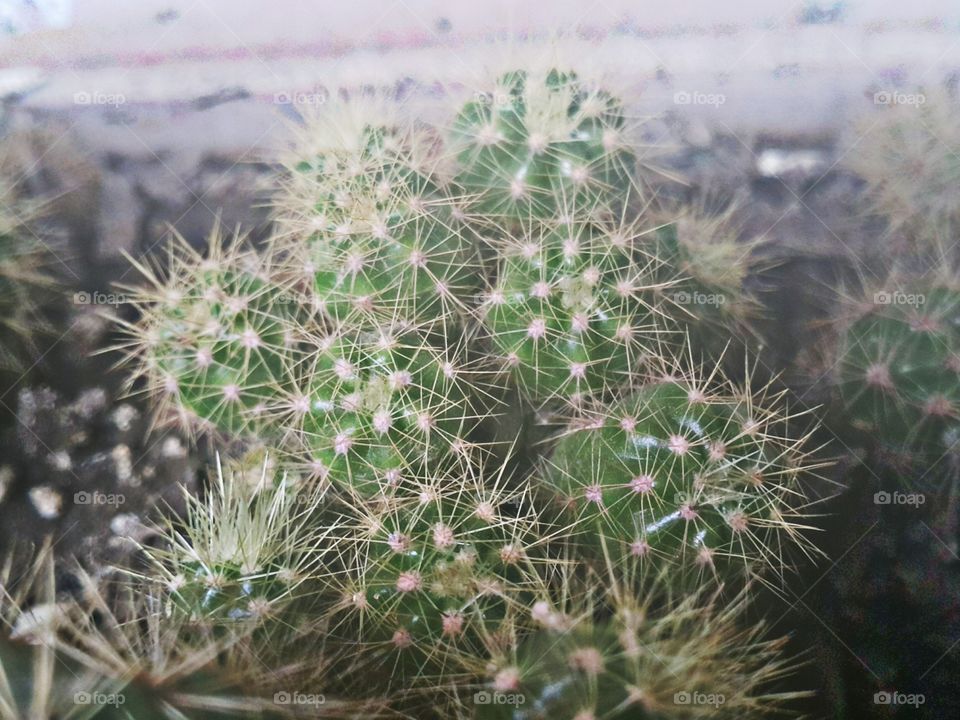 cactus