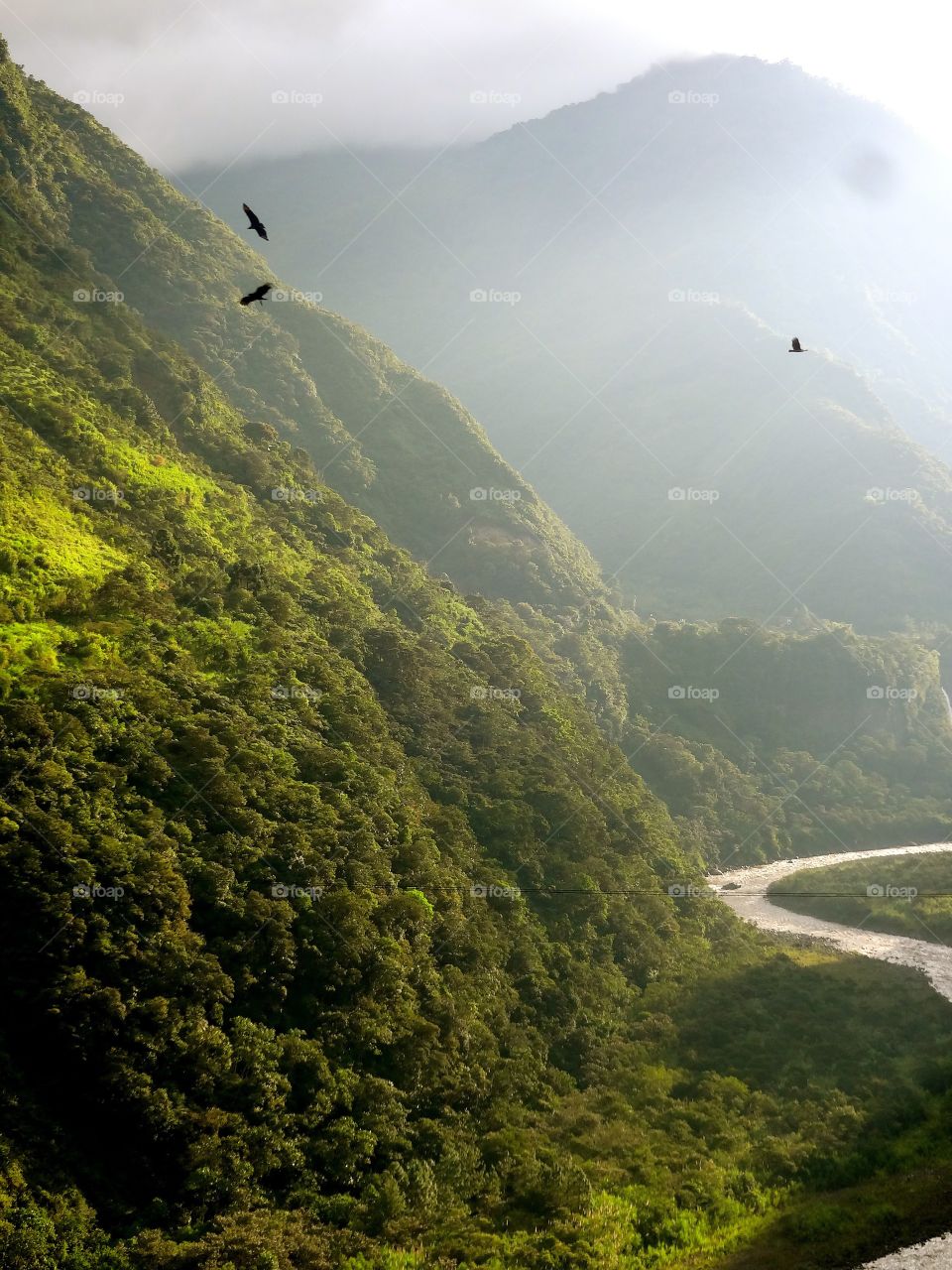 Hiking in the Amazon Basin 