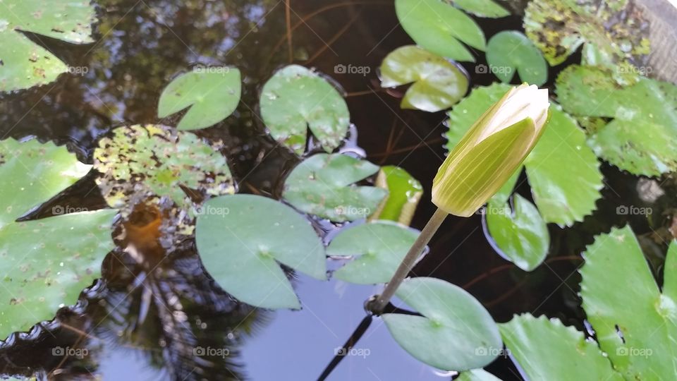 Pond with lilies