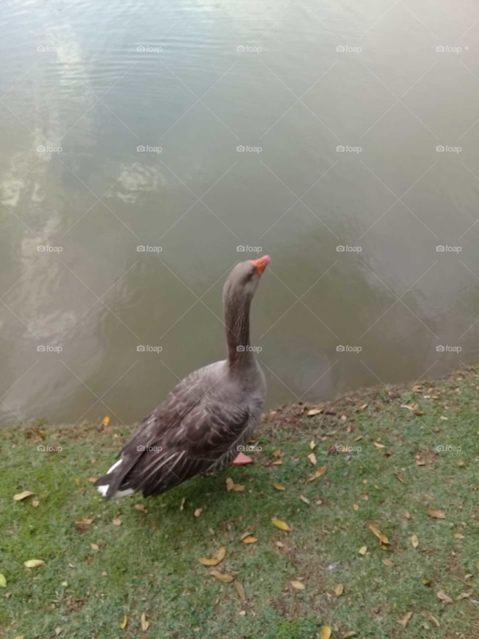 Uma bonita paisagem do lago do Parque Botânico com o ganso refrescando a mente...