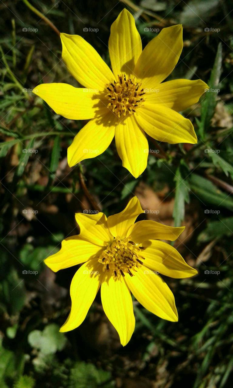 Wildflowers