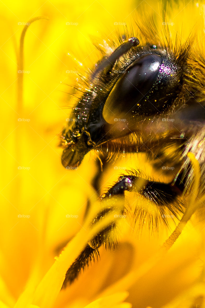 macro photo of the eyes of a bumblebee on a yellow flower in the meadow