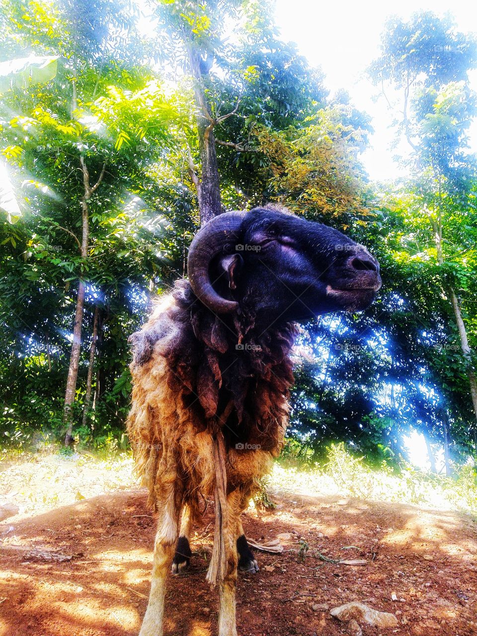 Male and female goats have a pair of horns, but the horns on male goats are larger.