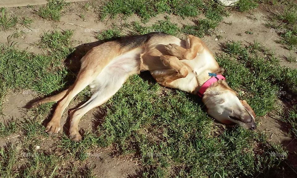 rub my belly. the dog is loving this warm weather 