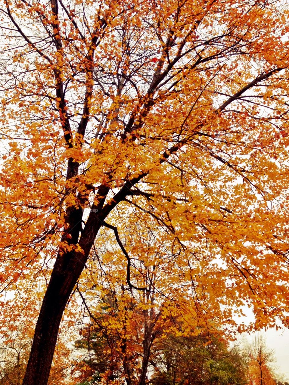 sky tree orange leaves by jmh