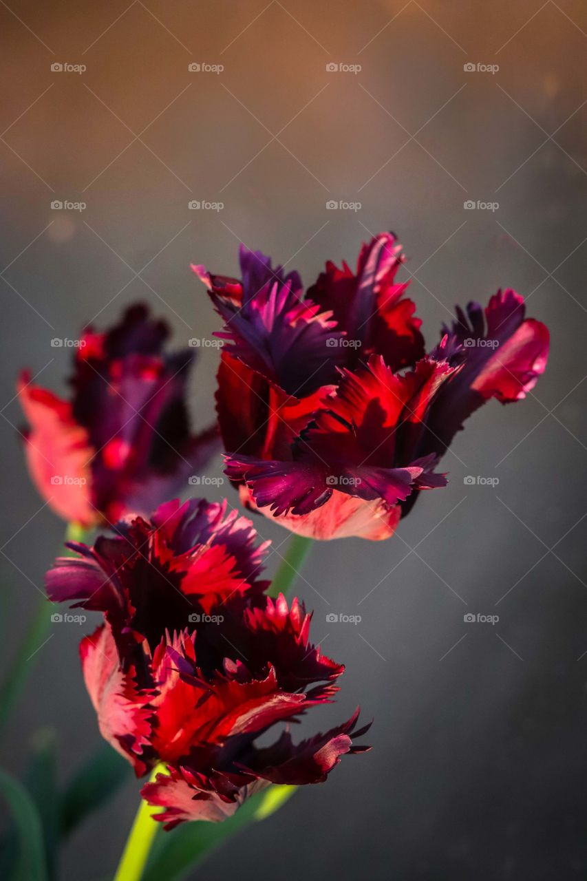 Three gorgeous red tulips