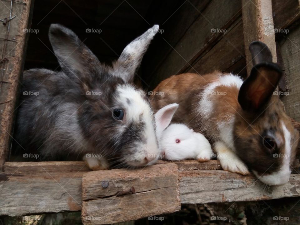 Bunny's family