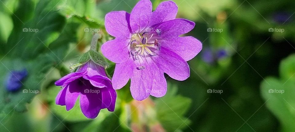 PURPLE FLOWER ON A COUNTRY ROAD
