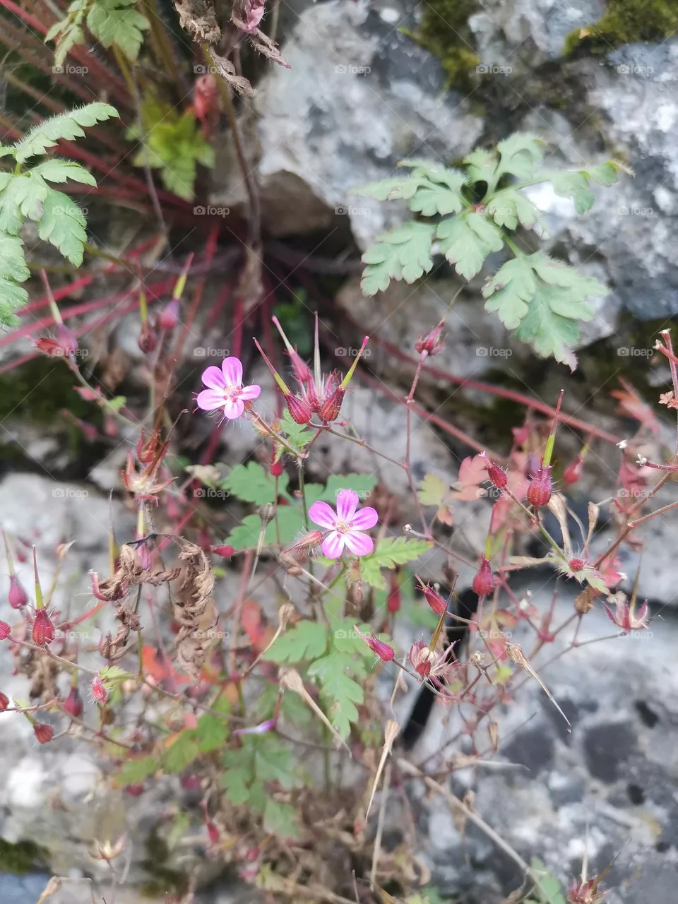wild flower