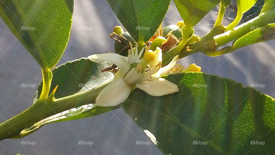 Citrus latifolia - Limão Taiti