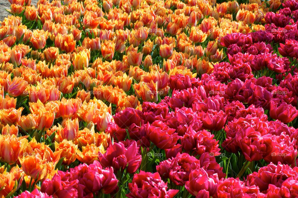 Tulip fields in Holland