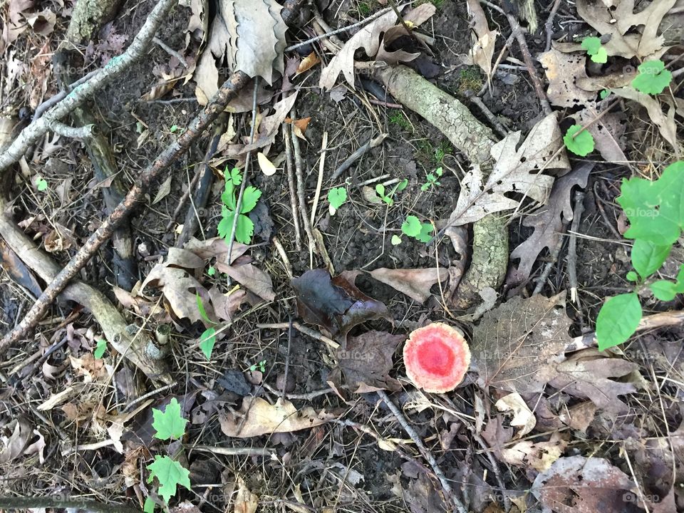 Woodland mushroom 