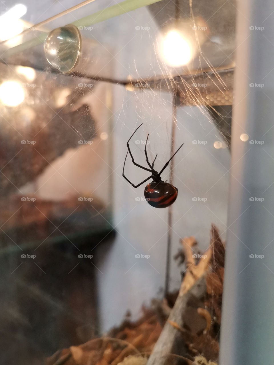 ⚫  •  Black Widow • Latrodectus Mactans • a Species of Poisonous Spider from the Family of the Theridiidae
📷 •  @lisami