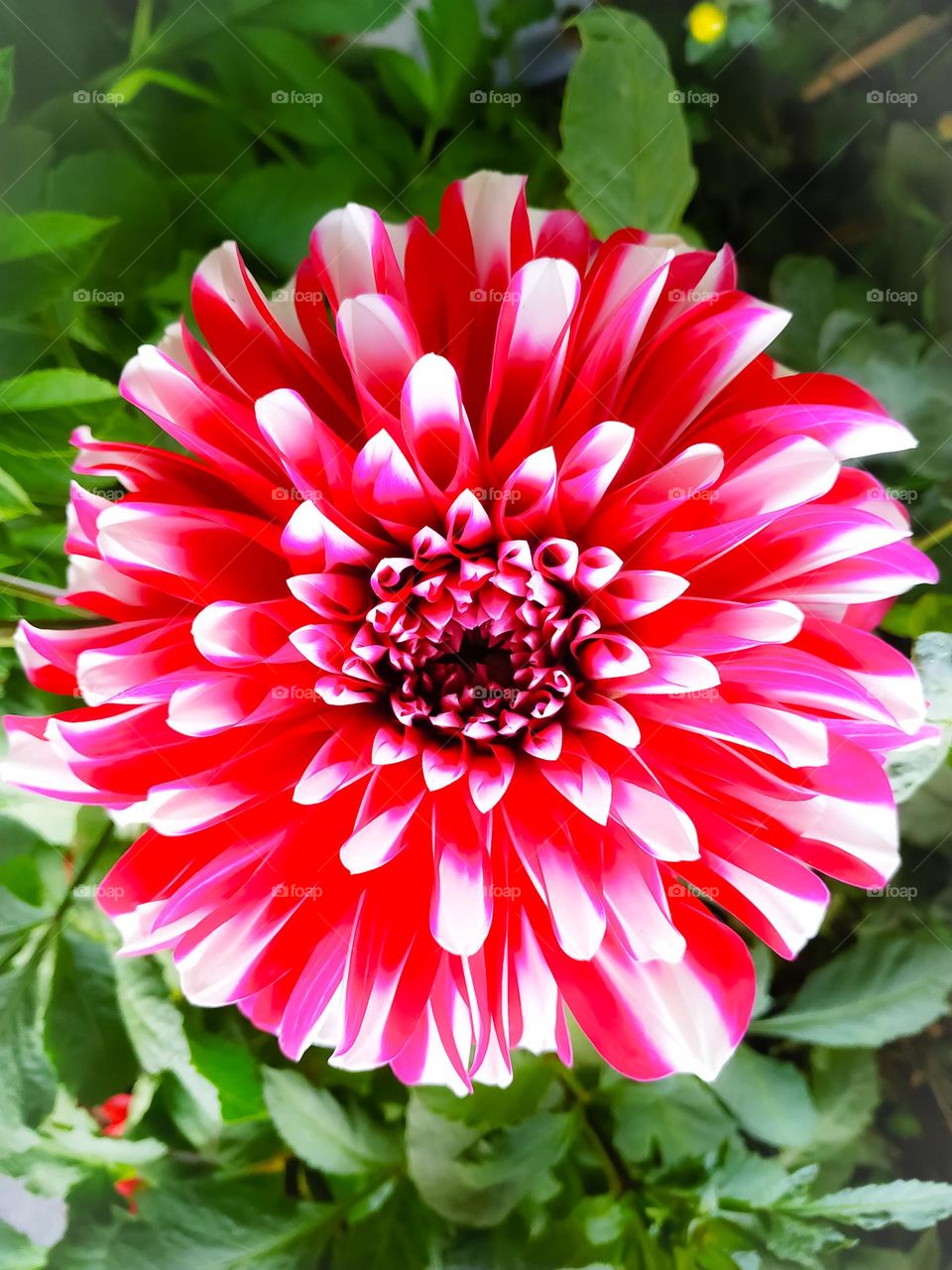 A close-up of dahlia flower full bloom in the garden.