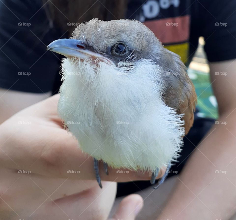 Baby Cuckoo Bird