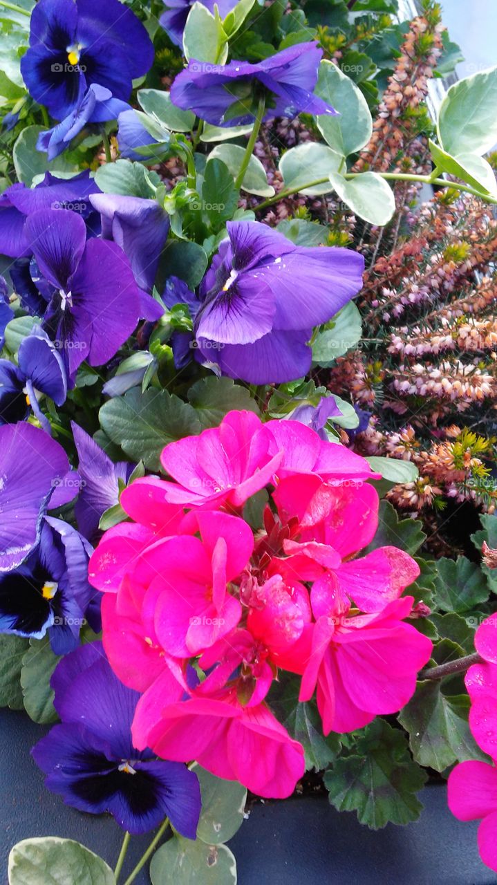 spring. lovely. flowers. nature. beauty. love. summer. happy