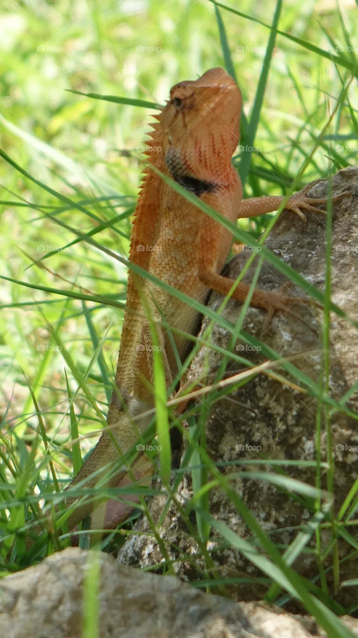 Lizard 