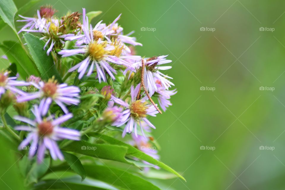 purple and yellow flowers with blurred background