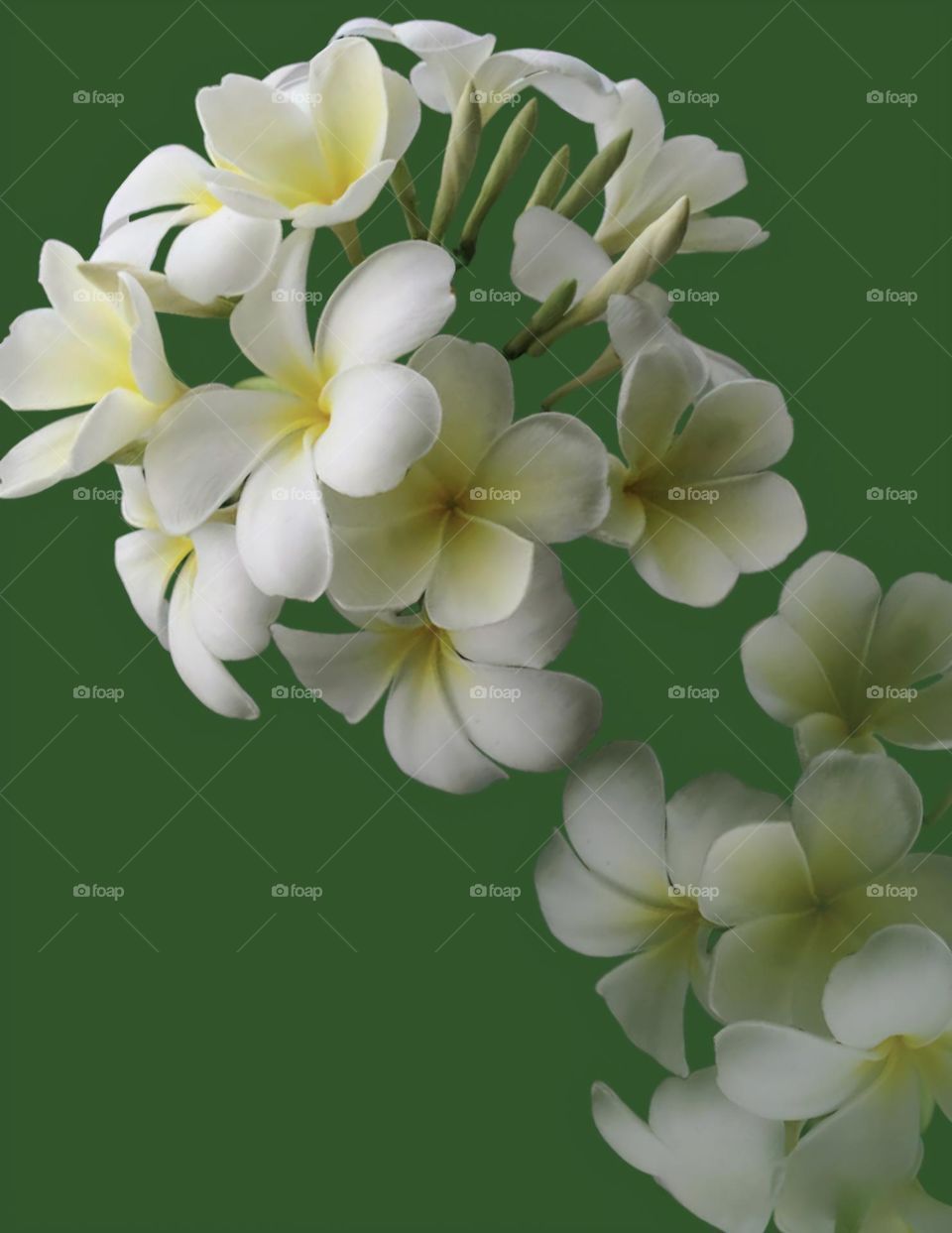 frangipani flower