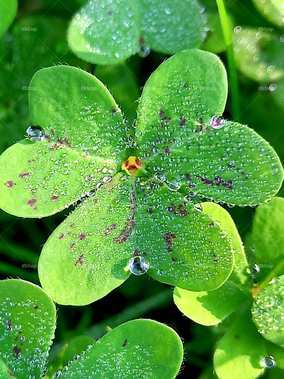  the morning dew