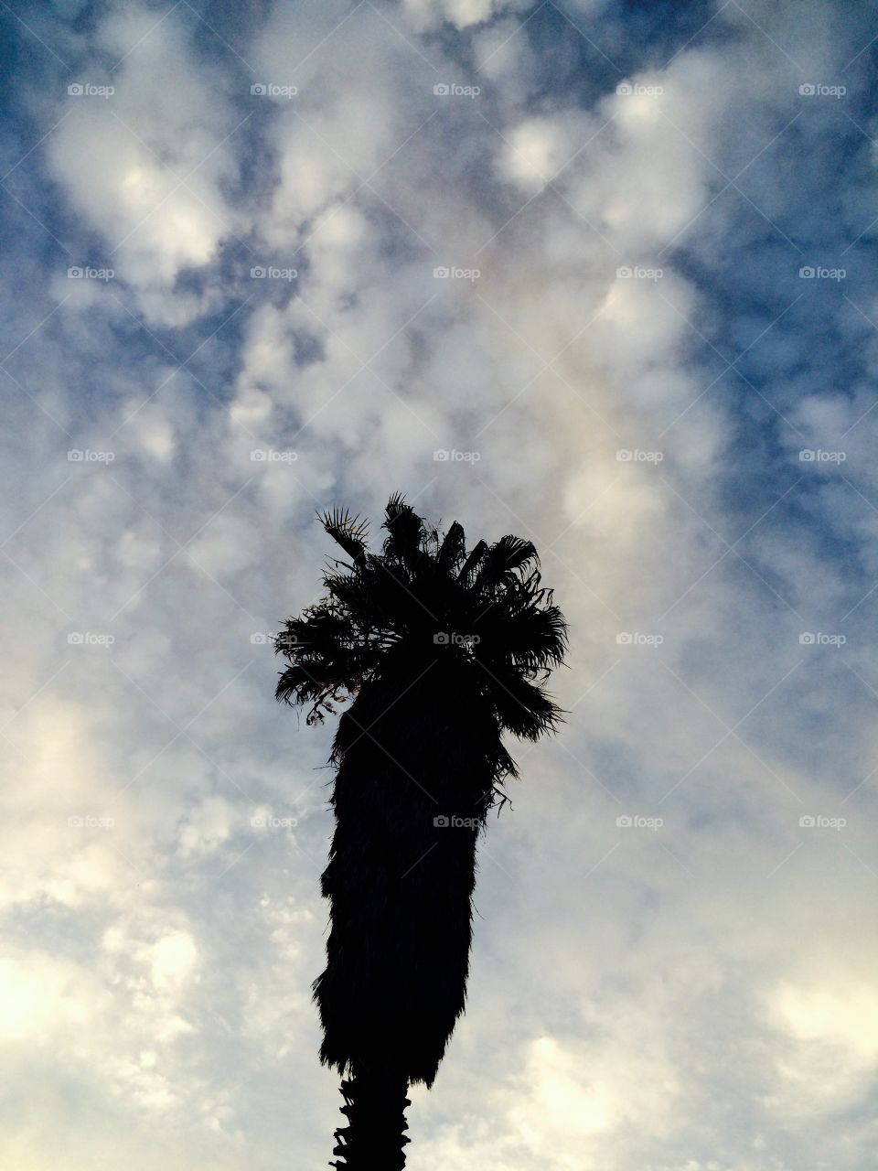 Palm