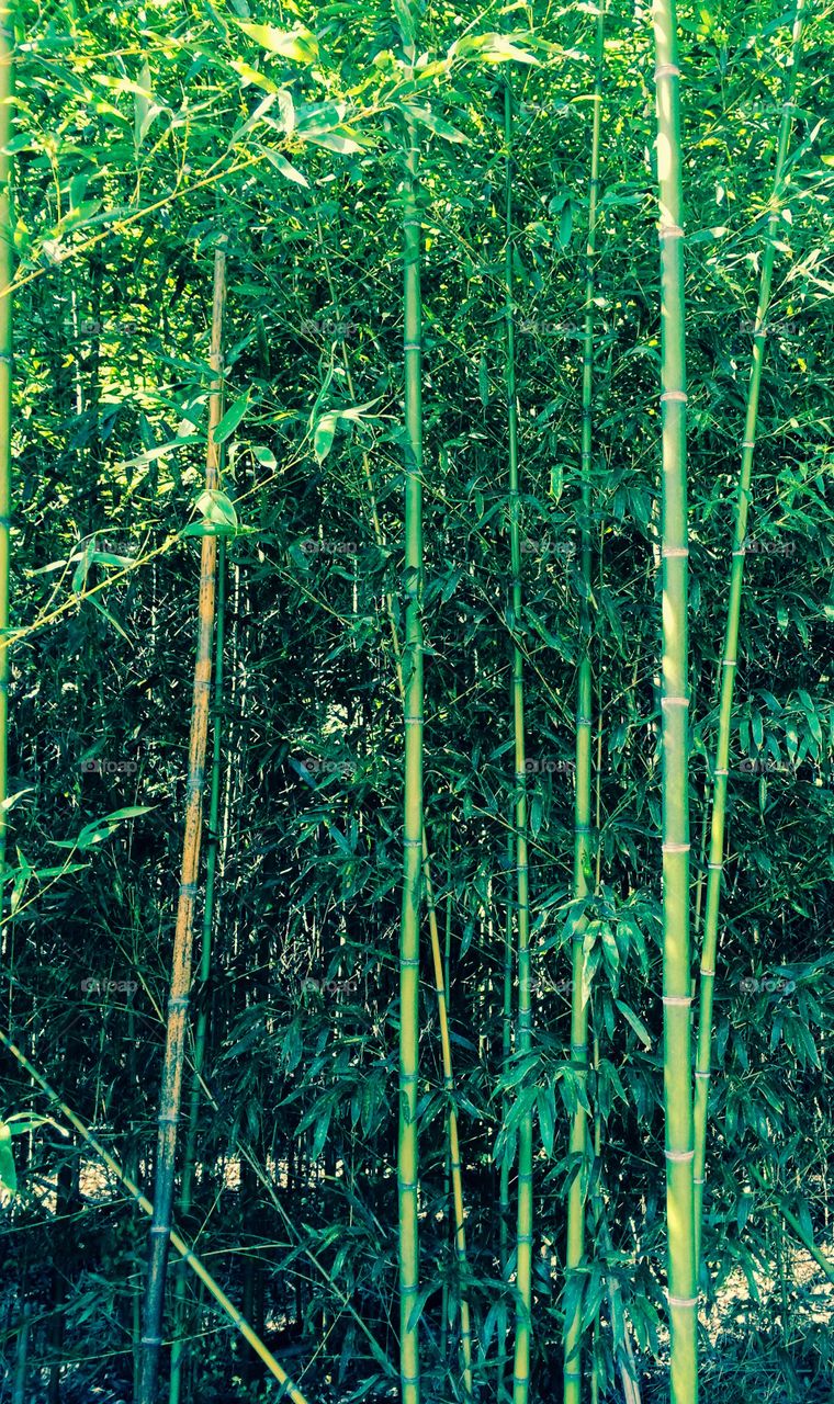 Bamboo stalks. Growing in my neighborhood 