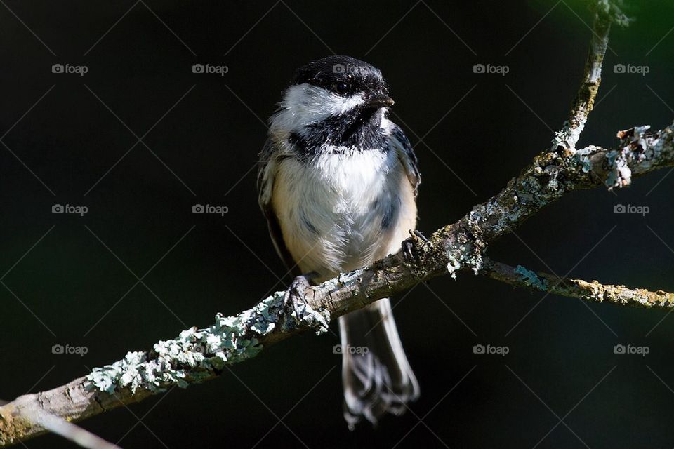 Chickadee
