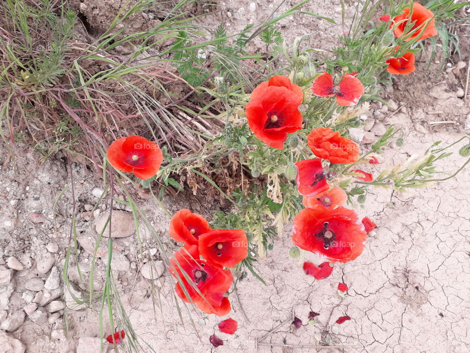 poppies
