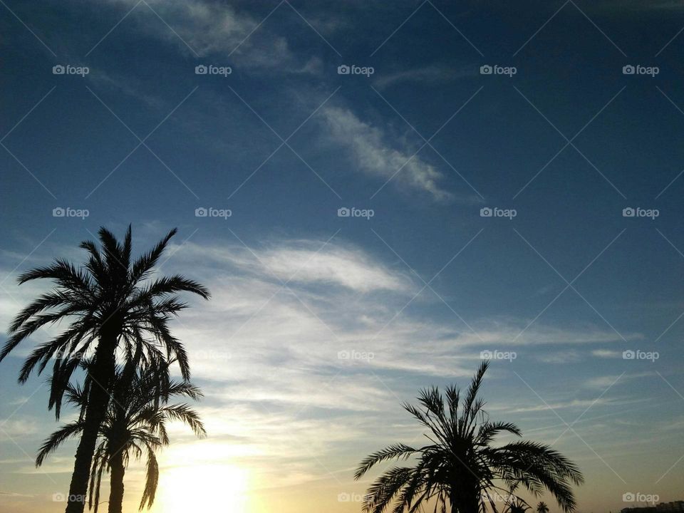 Beautiful sunset and palm trees embraced blue and white sky.