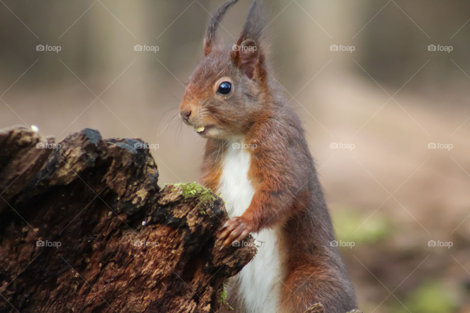 Squirrel standing like a tired person
