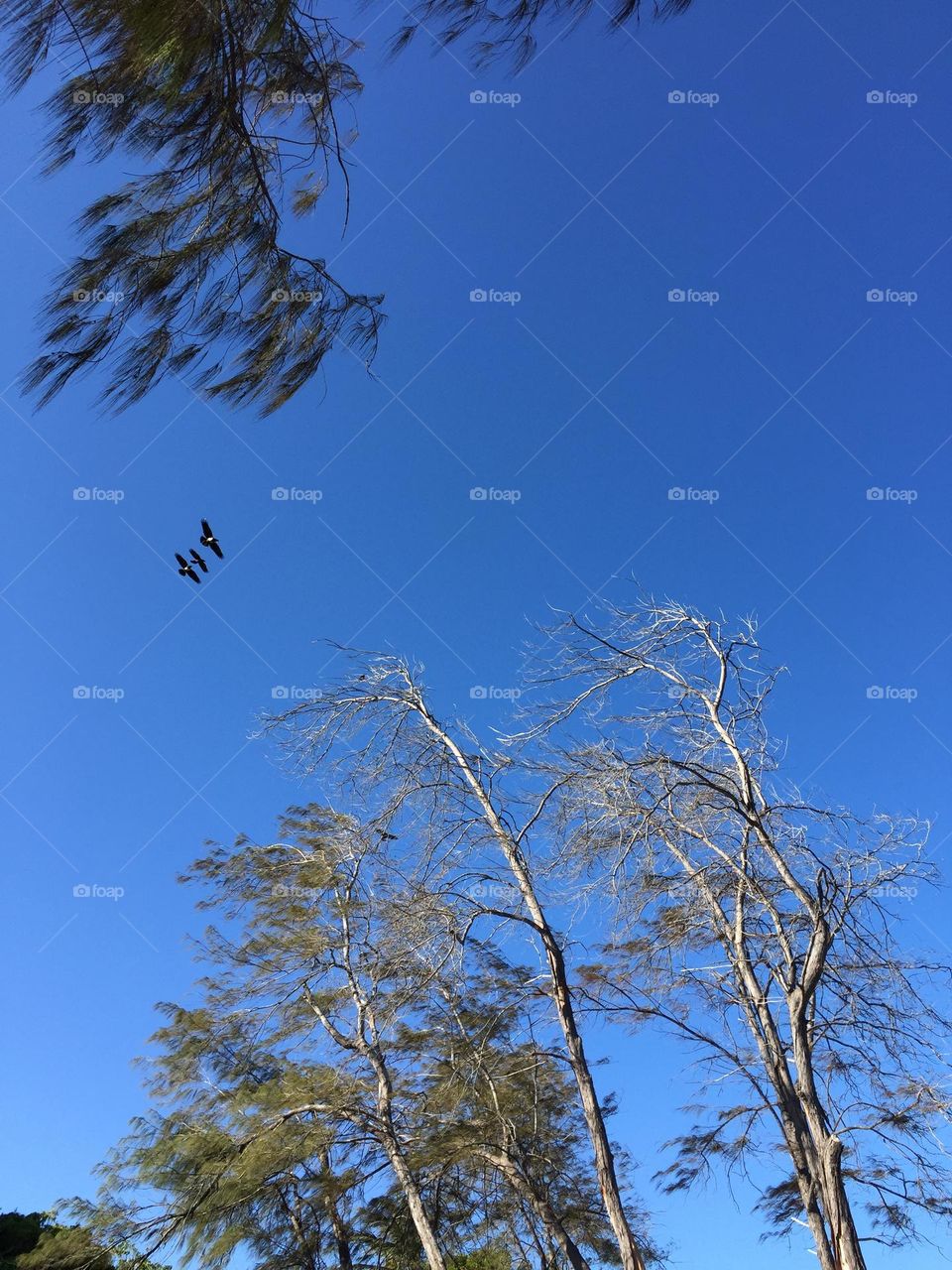 Eagles flying in formation over ancient Casuarina trees towards the Indian Ocean 