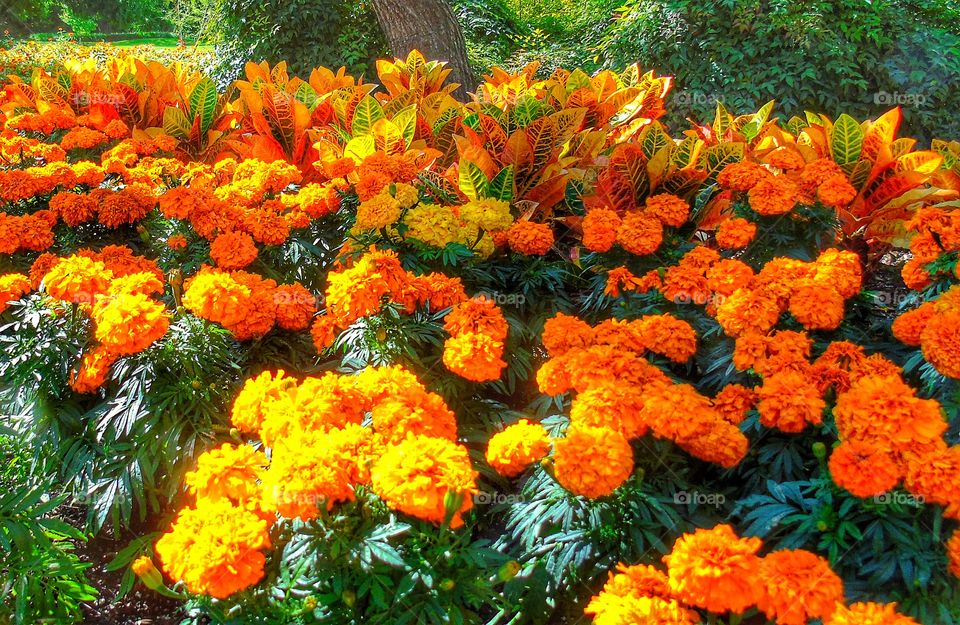 Orange garden 