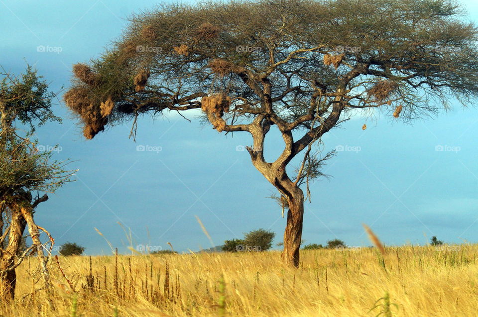 africa trees