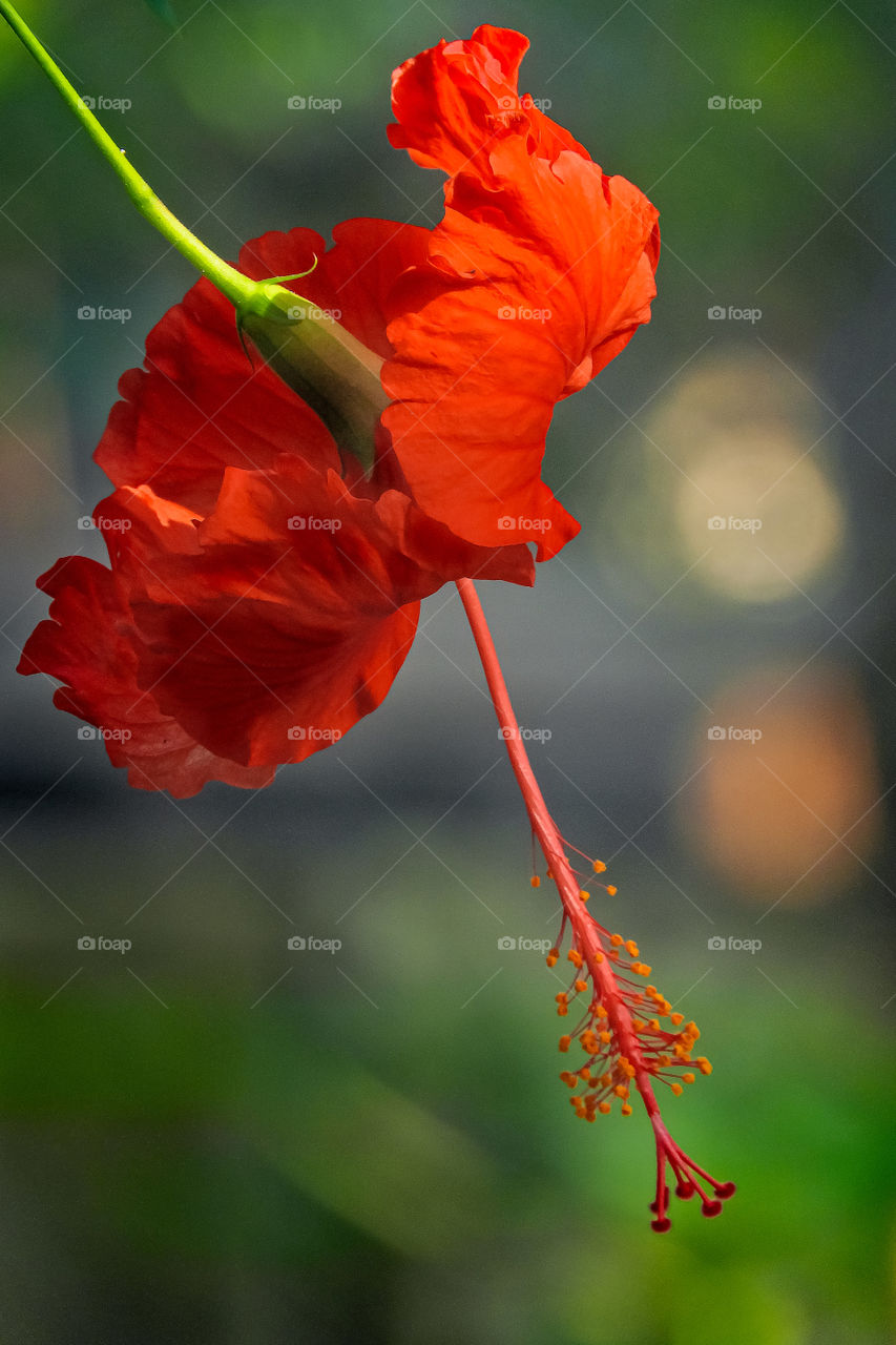 Red Flower